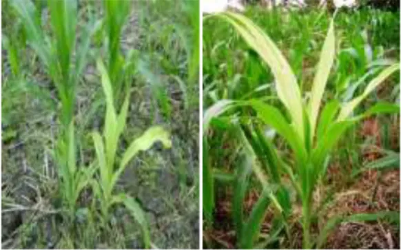 Gambar  1.  Gejala  penyakit  bulai  pada  tanaman jagung 