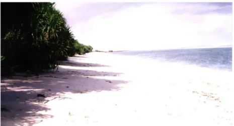 Gambar 7. Pantai berpasir putih yang banyak mengandung pecahan terumbu 