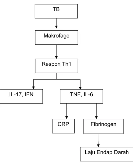 Gambar 3.1 Kerangka konsep penelitian TB Makrofage Respon Th1 TNF, IL-6 IL-17, IFN CRP  Fibrinogen 
