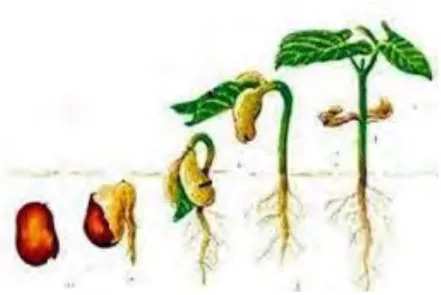 Gambar 1. Pertumbuhan dan perkembangan tanaman  (sumber; www.biologisel.com) 