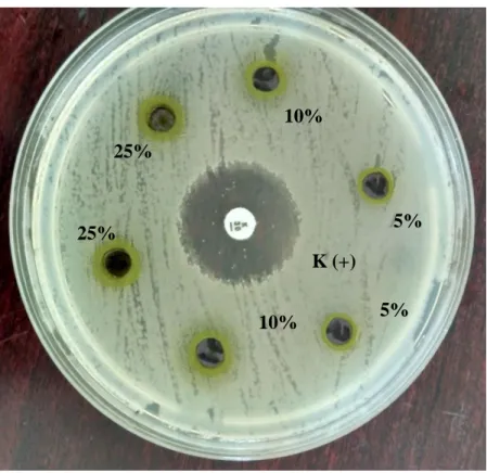 Gambar 1. Hasil uji sensitifitas ekstrak daun pegagan konsentrasi 5%, 10%, 25% dan  kanamycin 
