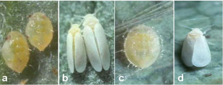 Gambar 1. Kutukebul, a.  Pupa B. tabaci, b. Imago B. tabaci, c. Pupa   T. vaporariorum, d