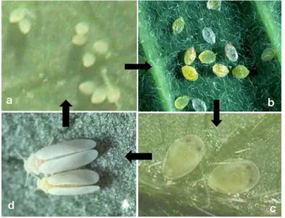 Gambar 2.  Siklus hidup B. tabaci a. telur, b. nimfa (Sumber foto: C. C. Ko, S. 