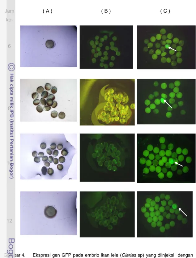 Gambar 4.  Ekspresi gen GFP  pada embrio ikan lele  (Clarias  sp) yang diinjeksi  dengan  mBA-GFP pada jam ke : 6, 8, 10,  12, 14, 16, 18 dan 20 jam setelah diinjeksi