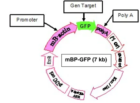 Gambar 1.  Peta konstruksi gen mBP-GFP (Takagi et al. 1994) 