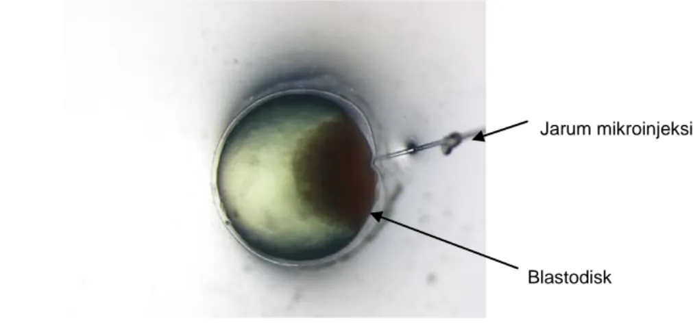 Gambar 3. Injeksi pada blastodisk embrio ikan lele fase satu sel    