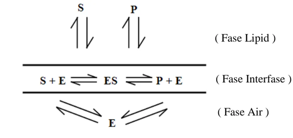 Gambar  10.    Mekanisme  kerja  lipase  dalam  mengkatalisis  pada  reaksi  hidrolisis  enzimatik (Dordick, 1991)