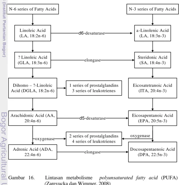 Gambar  16.      Lintasan  metabolisme    polyunsaturated  fatty  acid  (PUFA)  (Zarevucka dan Wimmer, 2008) 