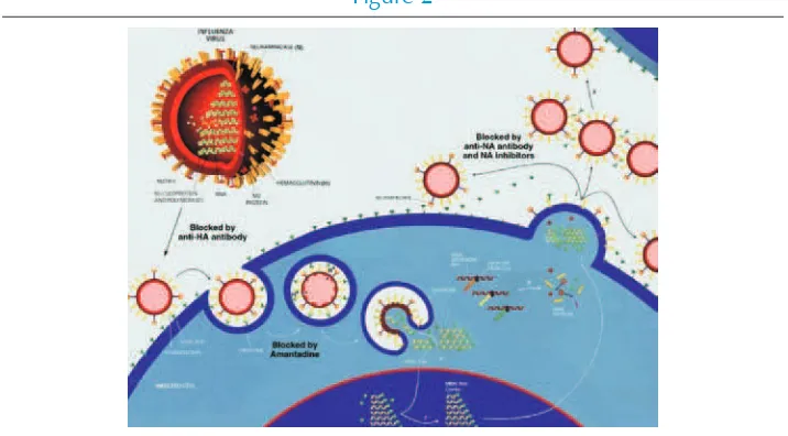 Figure 2 Monitoring drug resistance in influenza viruses5