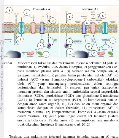 Gambar 1  Model respon toksisitas dan mekanisme toleransi cekaman Al pada sel 