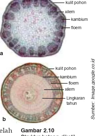 Gambar 2.10Struktur batang dikotil