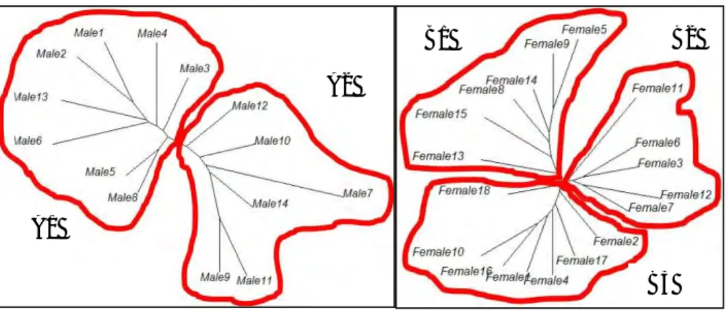 Gambar 5.   Unrooted  tree  pada  bidang  lateral  pada  laki-laki  tipe  I  (A1),  tipe  II  (A2)  dan  pada  bidang  lateral  perempuan  tipe  I  (B1),  tipe  II  (B2),  tipe  III  (B3),  dengan  menggunakan  paket  ape  dan  paket  gee,  program R