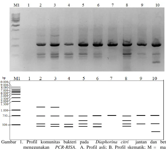 Gambar  1.  Profil  komunitas  bakteri  pada    Diaphorina  citri    jantan  dan  betina   menggunakan      PCR-RISA