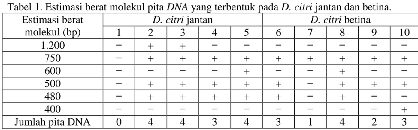 Tabel 1. Estimasi berat molekul pita DNA yang terbentuk pada D. citri jantan dan betina