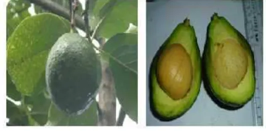 Gambar 3. Buah avokad muda (kiri) dan buah masak (kanan)
