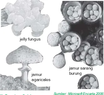 maka di Indonesia ditemukan banyak sekalijamur dari berbagai jenis.Gambar 2.14Berbagai jenis jamur