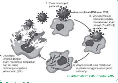 Gambar 3.5Reproduksi virus dengan mekanisme siklus litik
