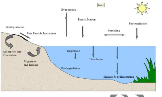 Gambar 6. Proses yang terjadi pada tumpahan minyak di laut (Xueqing Zhu et al.,  2001)