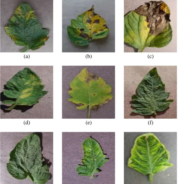 Gambar 2.3 Penyakit Tanaman Tomat (a) Bacterial Spot, (b) Early Blight, (c)  Late Blight, (d) Leaf Mold, (e) Septoria Leaf Spot, (f) Spider Mites Two Spider 