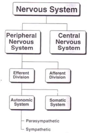 Gambar 5. Organisasi Sistem Saraf  (Sumber : Mycek, Harvey and Champe, 1997) 