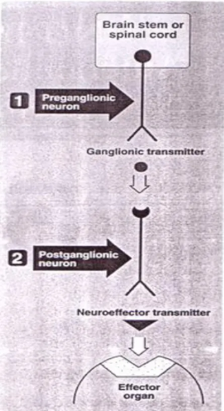 Gambar 6. Neuron Eferen Sistem Saraf Otonom  (Sumber : Mycek, Harvey and Champe, 1997) 