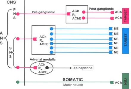 Gambar 7. Pelepasan Neurotransmitter dan Jenis Reseptor yang Digunakan dalam  Sistem Saraf Somatik dan Otonom 