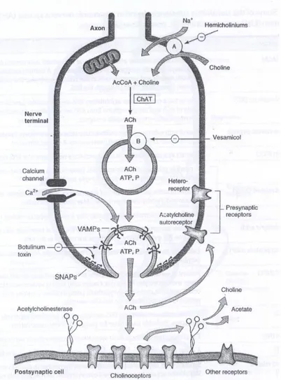 Gambar 8. Sintesis dan Pelepasan Asetilkolin dari Neuron Kolinergik 