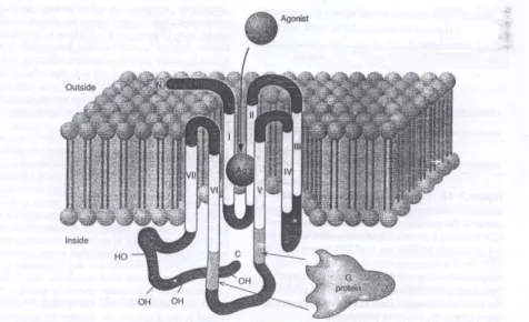 Gambar 9. Struktur Seven Transmembrane Protein G  (Sumber : Bourne&amp;Zastrow, 2004) 