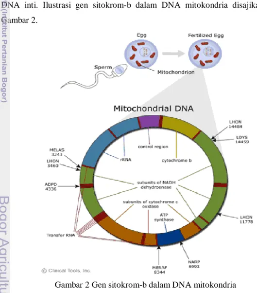 Gambar 2 Gen sitokrom-b dalam DNA mitokondria 