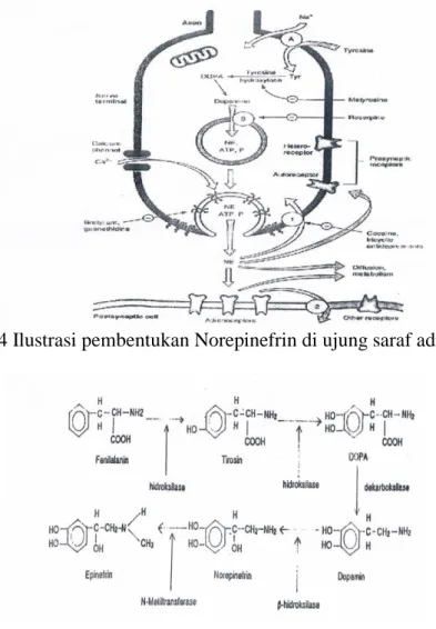 Gambar 4 Ilustrasi pembentukan Norepinefrin di ujung saraf adrenergik 4  . 