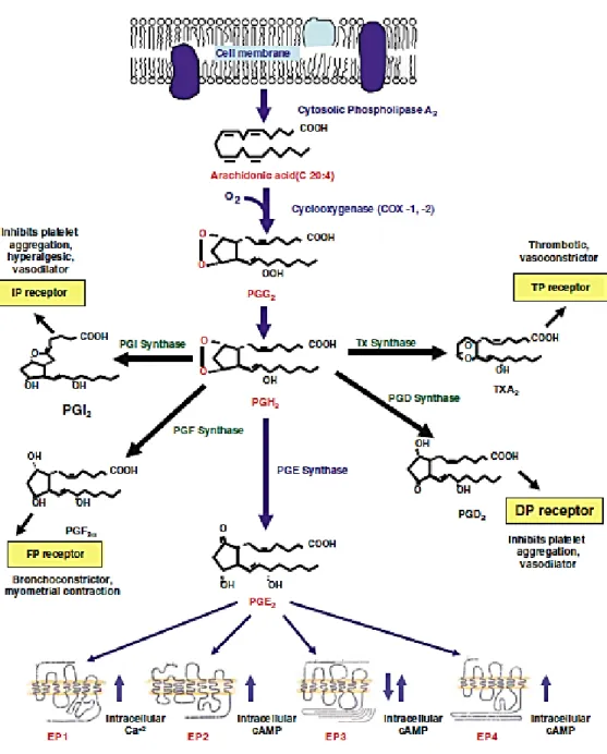 Gambar 2.2 Biosintesis prostaglandin dari asam arakhidonat (Dey, et al., 2006). 