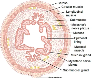 Gambar 2.1 Penampang melintang saluran gastrointestinal  (Guyton dan Hall, 2006). 