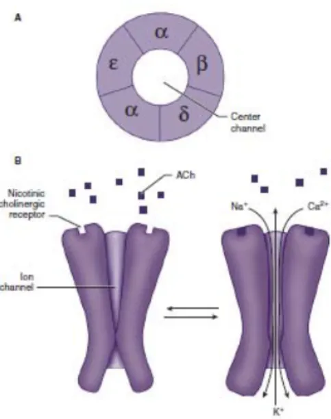 Gambar 2.1 Struktur Reseptor Acethyl Choline Nikotinik 6