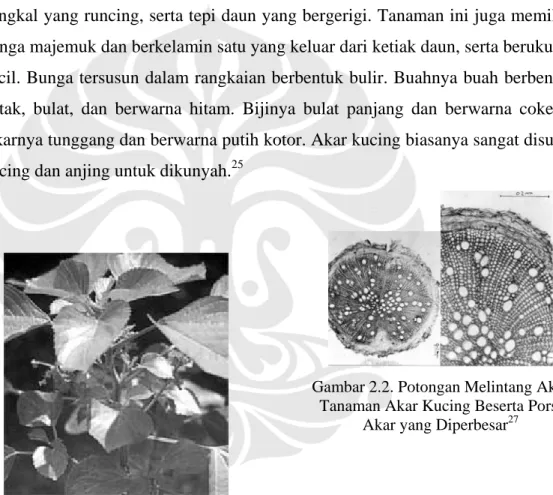 Gambar 2.1. Tanaman Acalypha indica  Linn. 26 
