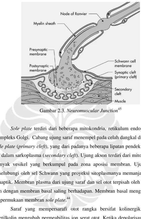 Gambar 2.3. Neuromuscular Junction 45 