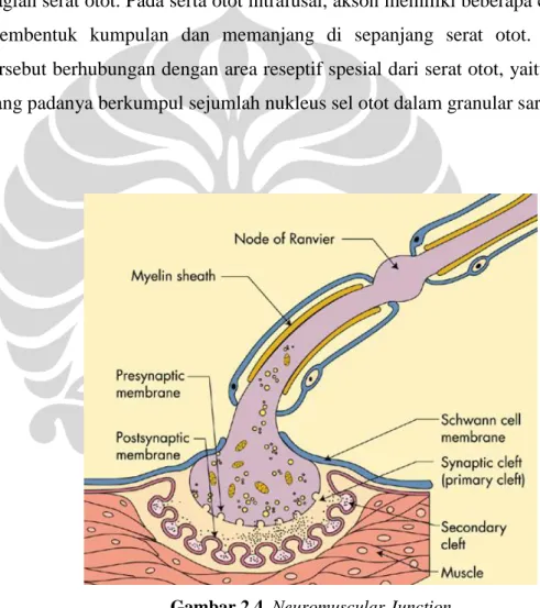 Gambar 2.4. Neuromuscular Junction 