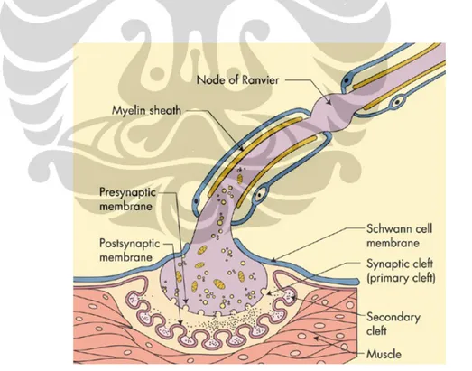 Gambar 2.3. Neuromuscular Junction