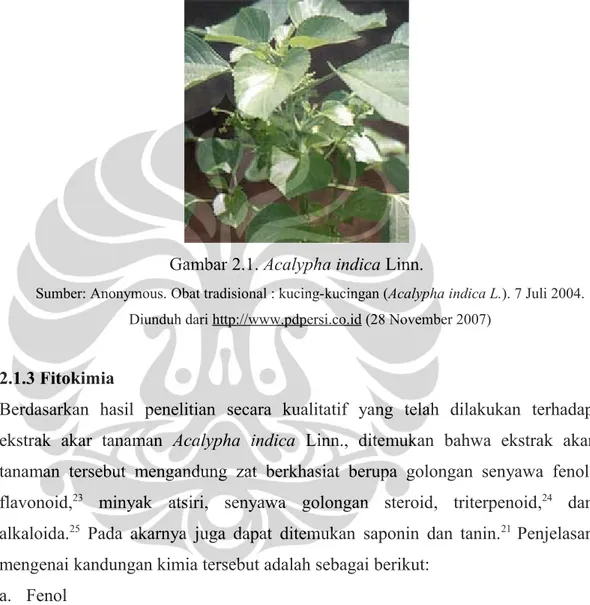 Gambar 2.1. Acalypha indica Linn.
