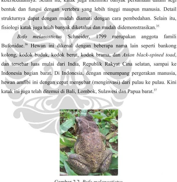 Gambar 2.2. Bufo melanostictus