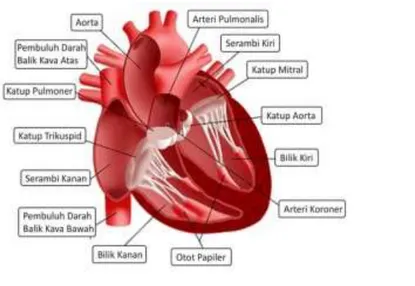 Gambar 2.8 menjelaskan tentang bagian-bagian jantung. Jantung memiliki  empat  bagian  yaitu  dua  ruang  atas,  atrium  kiri  dan  atrium  kanan,  yang  disinkronisasi  untuk  kontraksi  secara  bersamaan,  dua  ruang  yang  lain  yaitu  dua  ruang  bawah