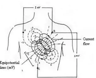 Gambar 2.11. Distribusi potensial bagian dada pada saat ventrikel  depolarisasi separuh