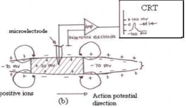Gambar 2.12 Rangkaian instrument untuk mengukur potensial aksi  pada sel otot tunggal