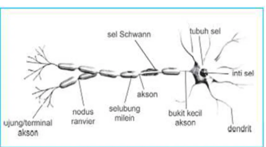 Gambar 2.1 Skema Neuron (Sumber Kamus Visual, 2003) 