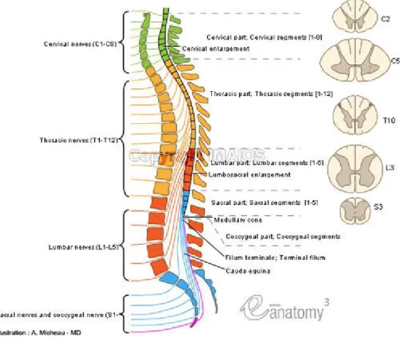 Gambar 2 : medulla spinalis  (6)