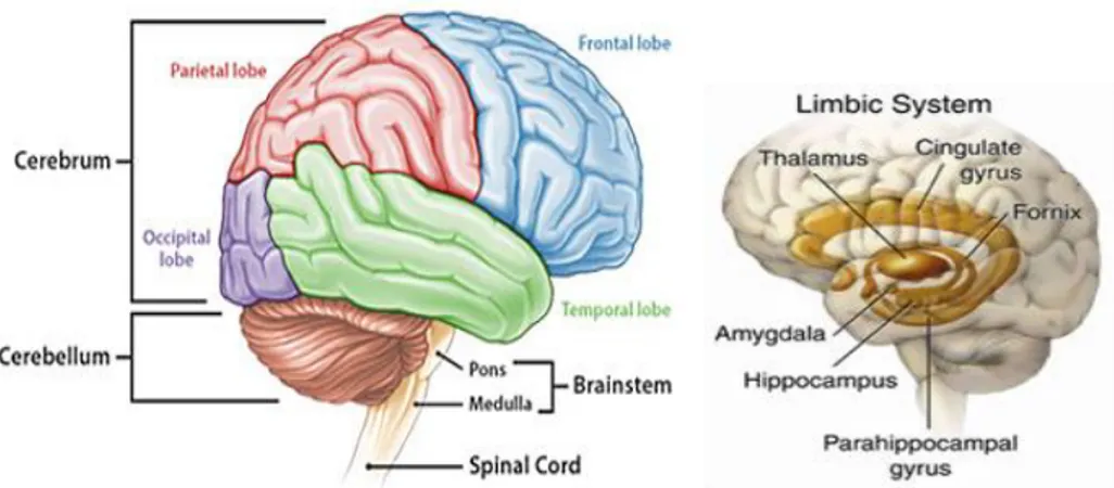 Gambar 2.1.Anatomi Otak Normal  2.1.2.  Fisiologi Otak 