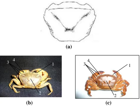 Gambar  3.8.  (a)  Skema  bentuk  karapas  genus  Parathelphusa  (Sumber: 