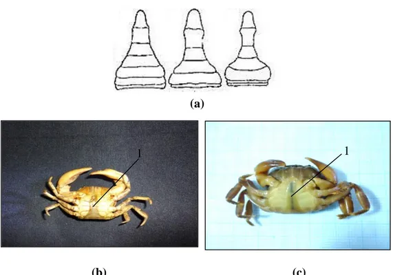 Gambar 3.12. (a) Skema bentuk abdomen ♂ genus Parathelphusa (Sumber: 