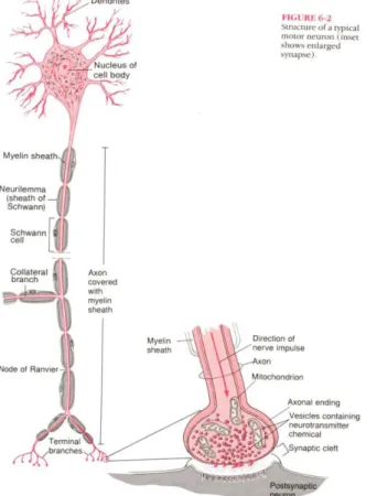 Gambar 2. Struktur neuron motorik (Lita F,2006) 
