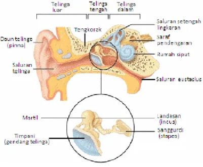Gambar 2.1. Telinga Manusia 