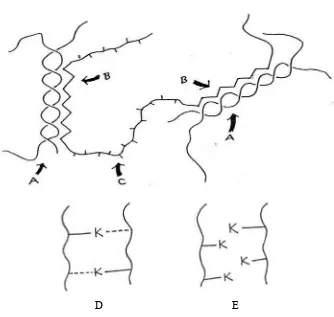 Gambar 2. Pendugaan mekanisme pembentukan gel cincau hitam 
